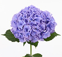 Hydrangea dazzling dazzle