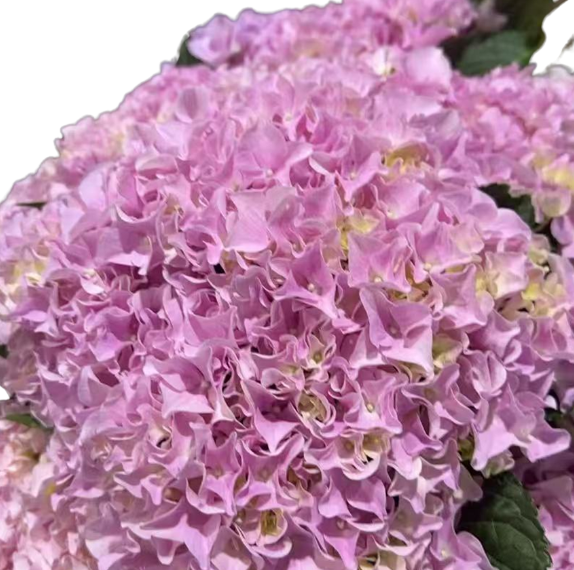 Hydrangea butterfly pink