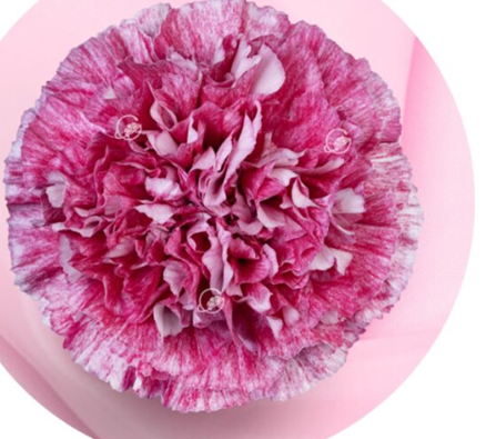 Carnation merletto berry