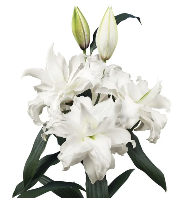 Lilium oriental roselily simona
