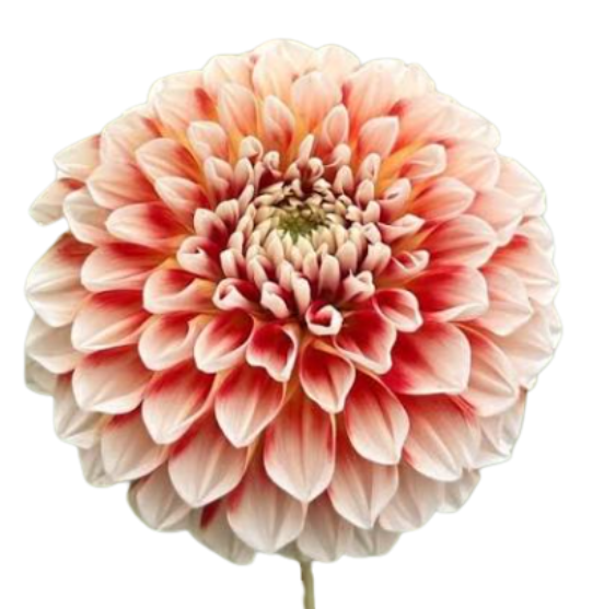 Dahlia jowey fantasy