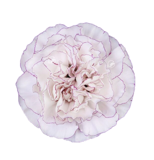 Carnation keiko