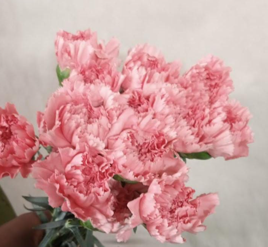 Carnation monte rosa