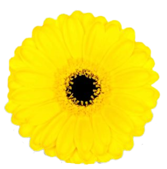 Gerbera mini relax