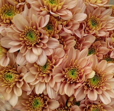 Chrysanthemum spray nanyuki