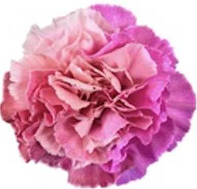 Carnation tinted cupid's kiss