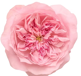 Rose david austin ottilie