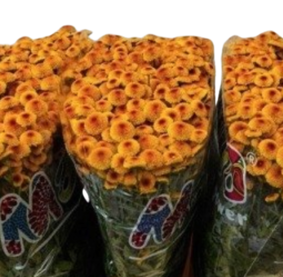Chrysanthemum santini madiba lambo sunrise
