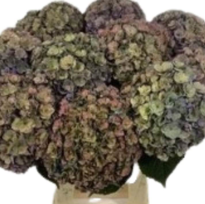Hydrangea royal anastasia classic brown green