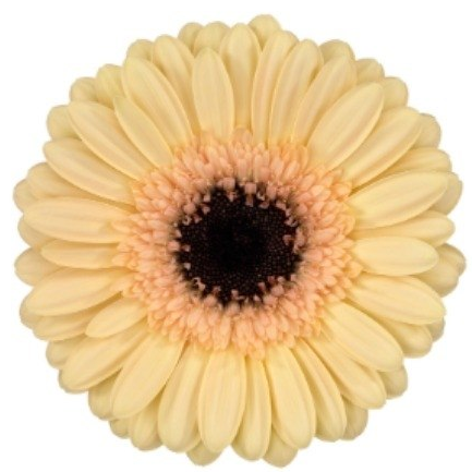Gerbera bolero mokka