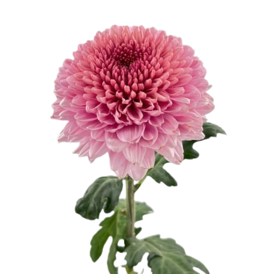 Chrysanthemum jewelia