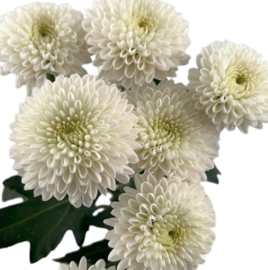 Chrysanthemum quin