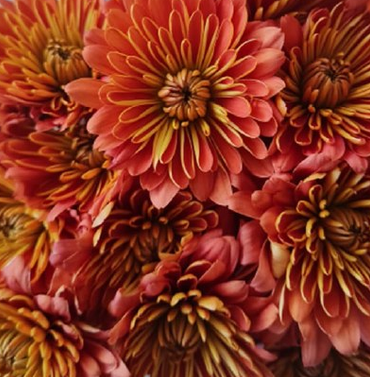 Chrysanthemum halloween