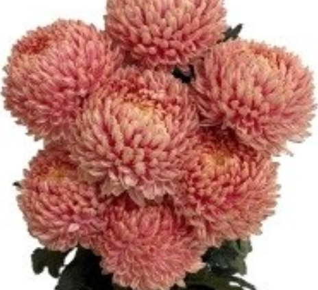 Chrysanthemum tinted eternal flame