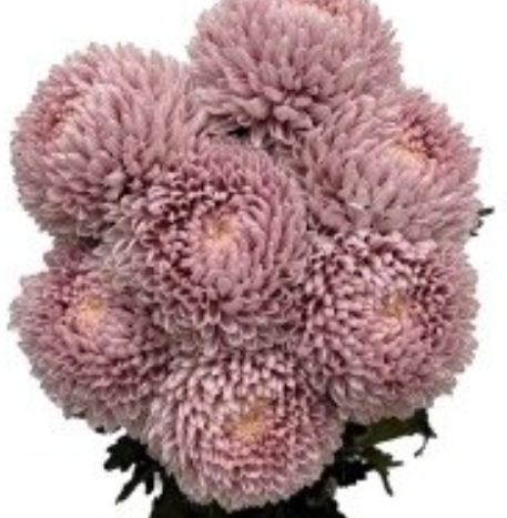 Chrysanthemum tinted light maroon