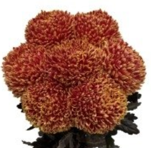 Chrysanthemum tinted yellow lava red