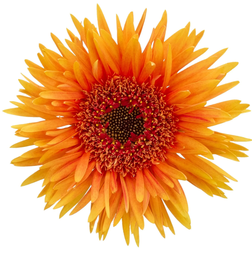 Gerbera mini punki ruben