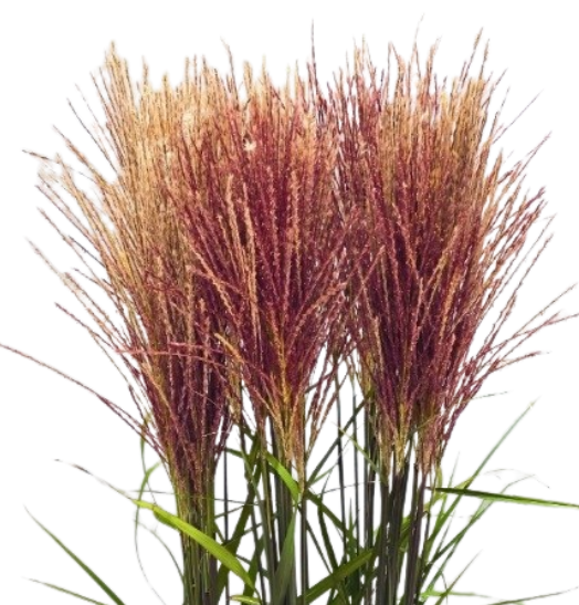 Miscanthus krater