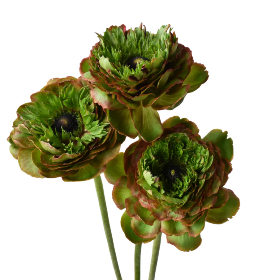 Ranunculus success allgreen
