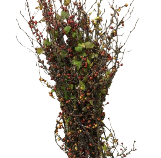 Ribes Rubrum fasciculatum
