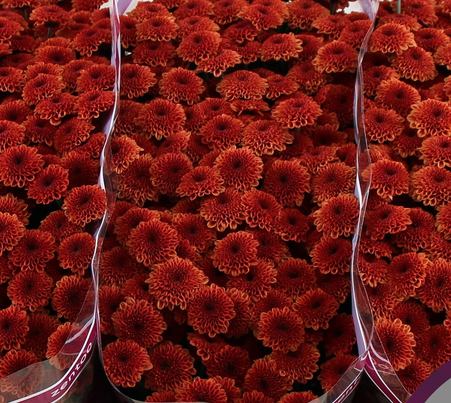 Chrysanthemum santini kismo amber