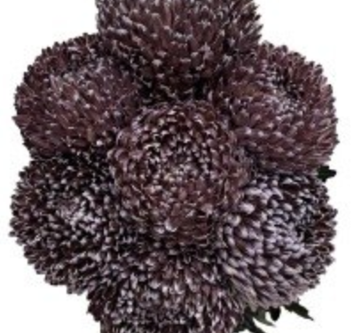 Chrysanthemum tinted obsidian