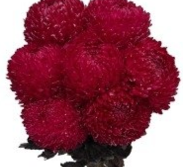 Chrysanthemum tinted ruby red