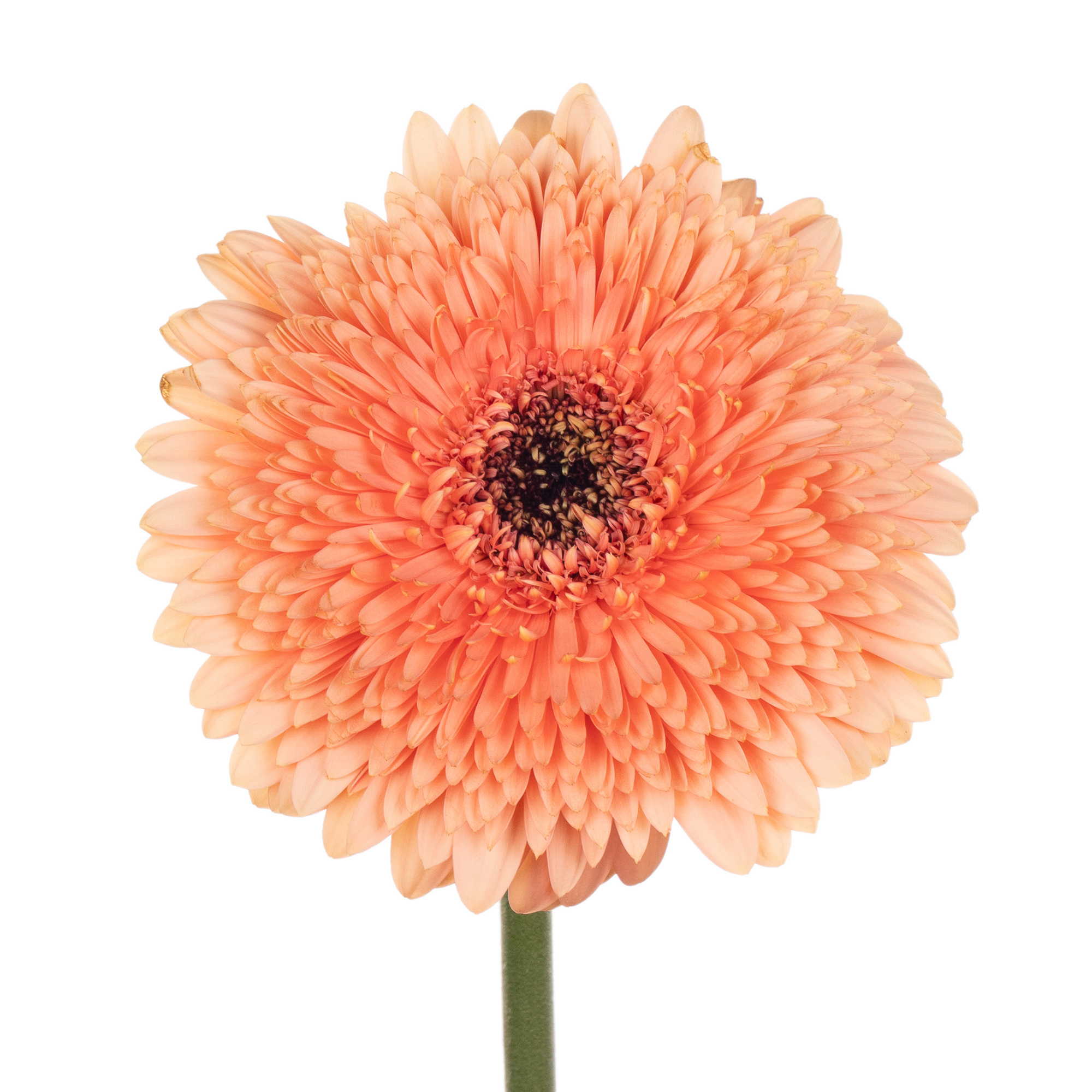 Gerbera pomponi peach boll