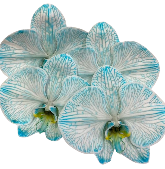 Phalaenopsis tinted phantom