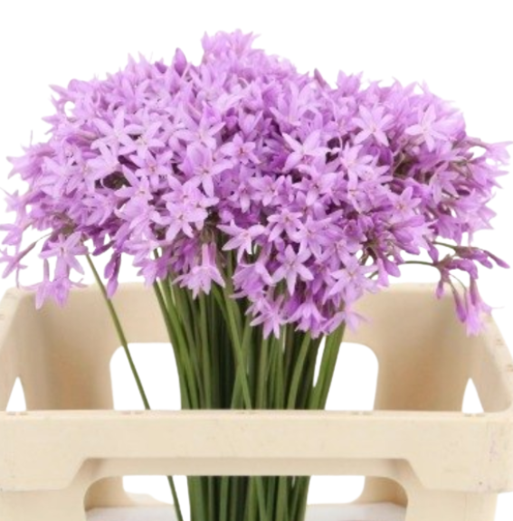 Allium tulbaghia