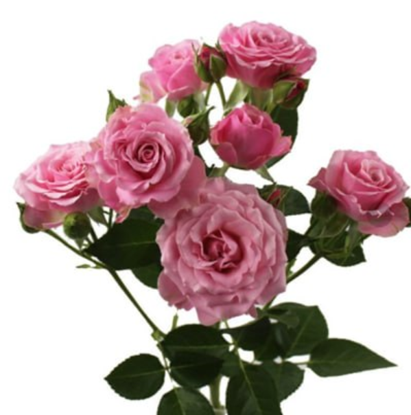 Rose spray venus blossoms
