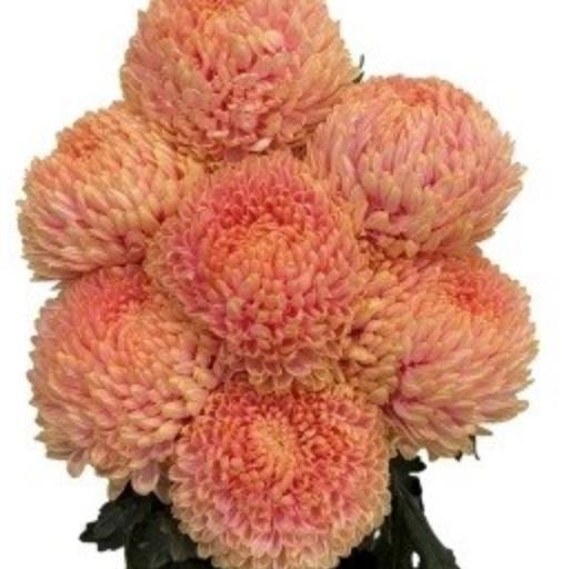 Chrysanthemum tinted coral ember