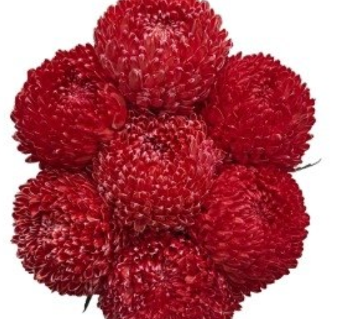 Chrysanthemum tinted imperial red