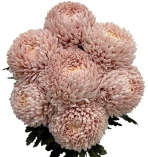 Chrysanthemum tinted light salmon
