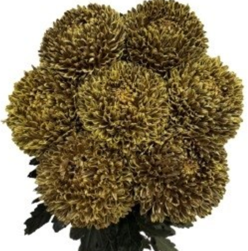Chrysanthemum tinted yellow special gold
