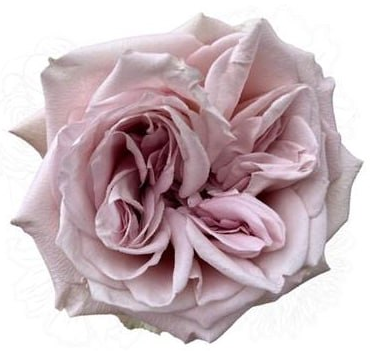 Rose zendaya
