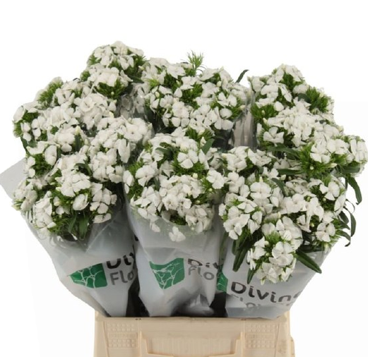 Гвоздика барбатус поэтус вайт