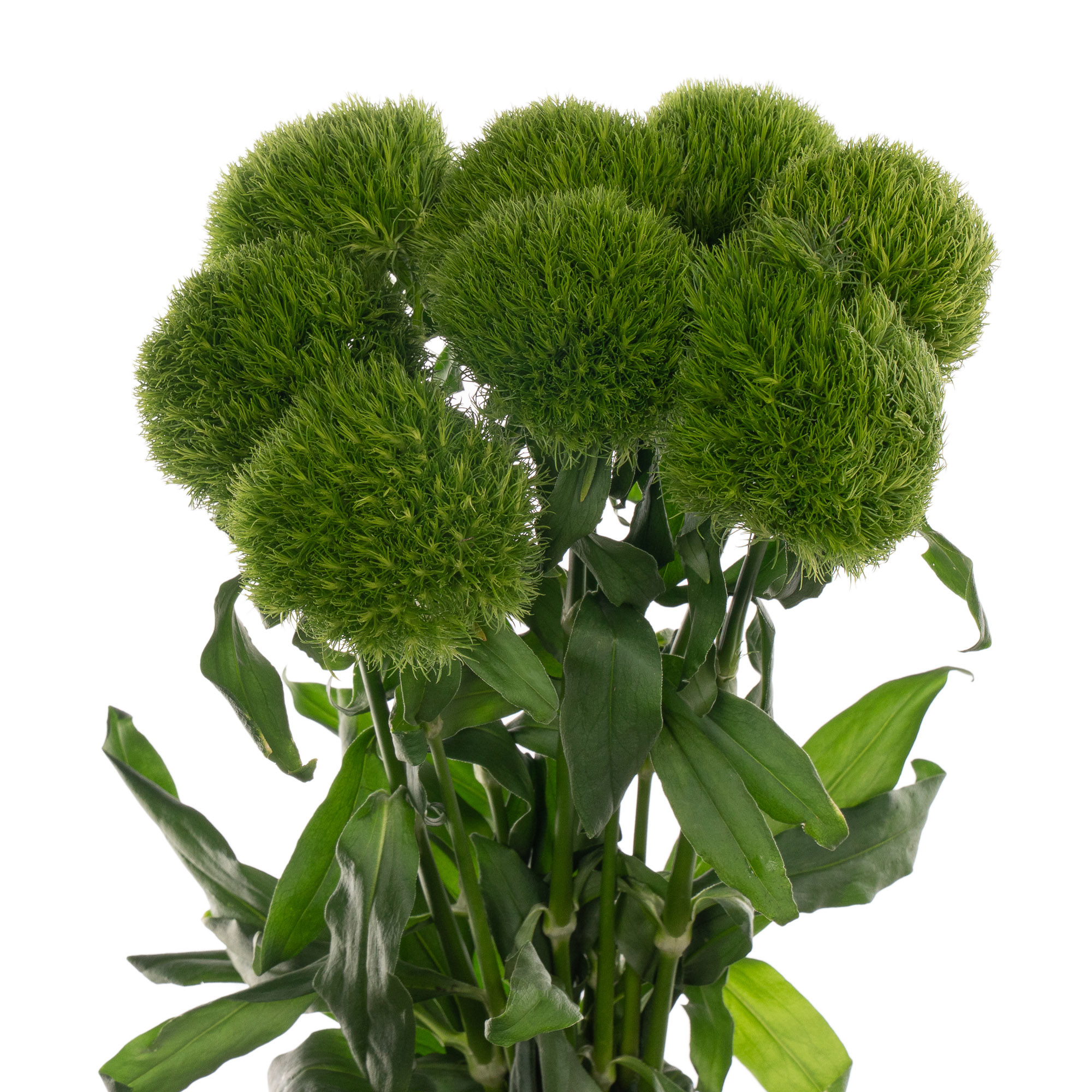 Carnation barbatus kiwi mellow cool