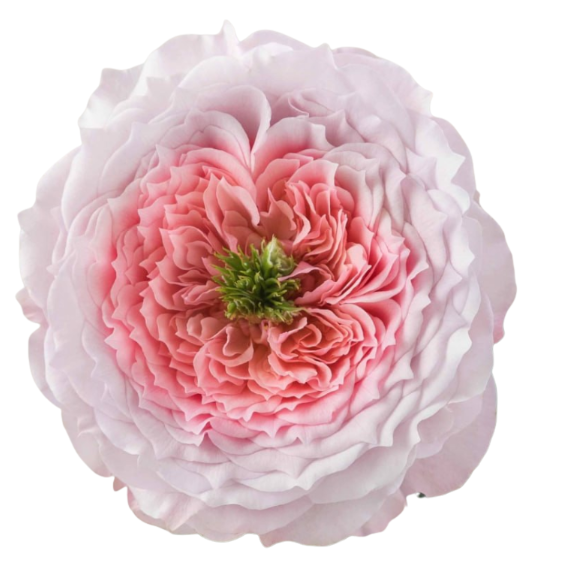 Rose serendipity