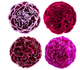 Carnation nobbio mix