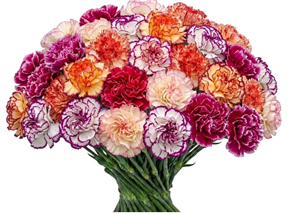 Carnation bicolor mix