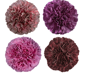 Carnation thrill mix