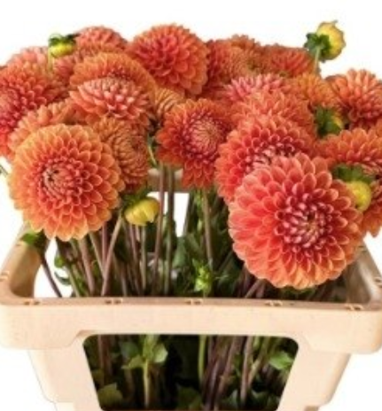 Dahlia beatrice