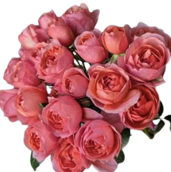 Rose spray coral velvet