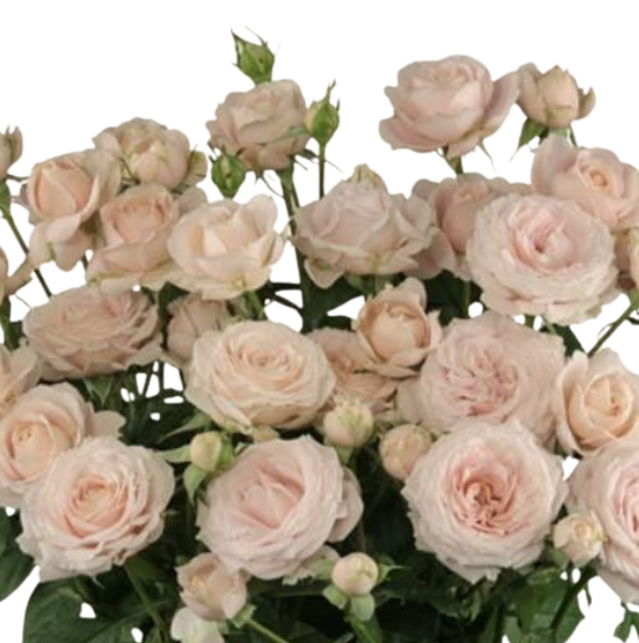 Rose spray peach dimension