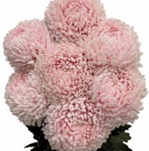Chrysanthemum tinted candy pink
