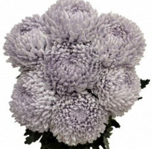 Chrysanthemum tinted light grey