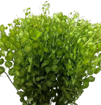 Thlaspi capsella