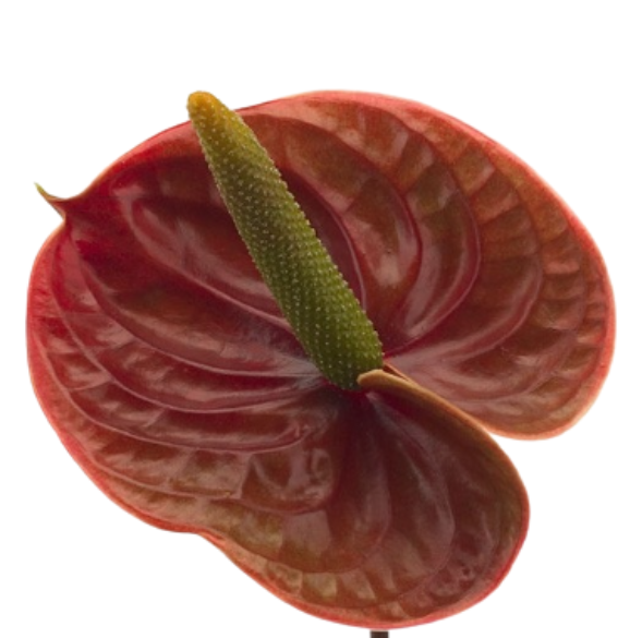 Anthurium nightingale