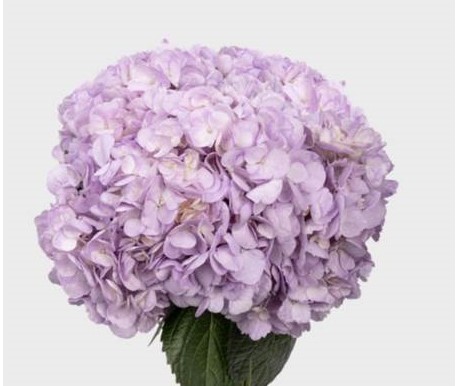 Hydrangea premium purple russia